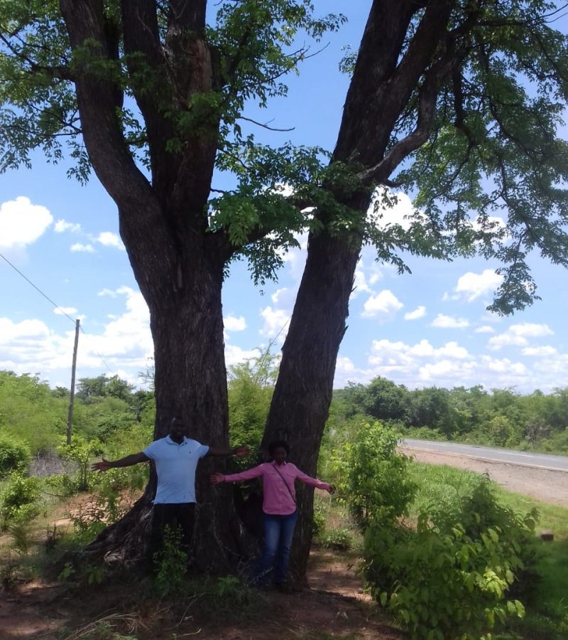 Mopane Mopane