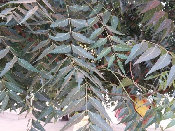 Neem