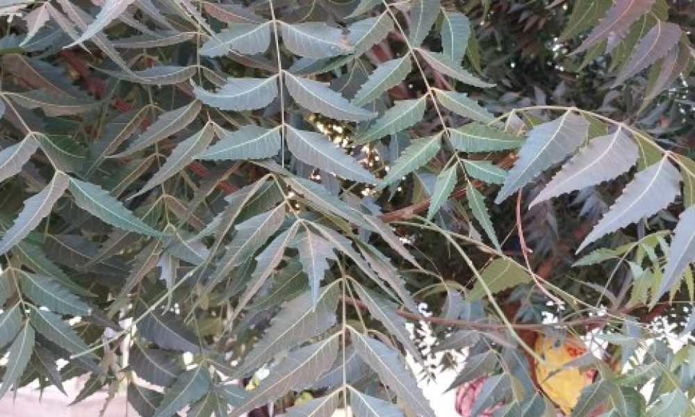 Neem tree