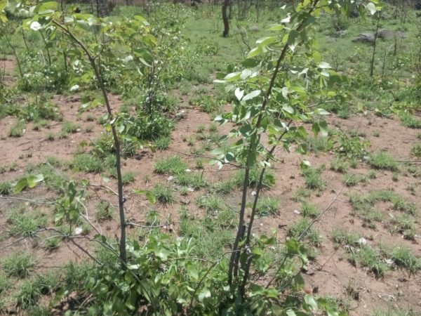 Regeneracao Mopane 2