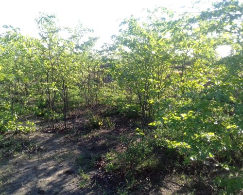 Regeneracao Mopane Cidade